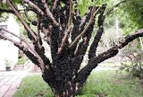 Cây cho quả độc lạ đen sì ở thân, "lên chậu" thành bonsai, mang ý nghĩa phong thuỷ được nhiều người săn lùng