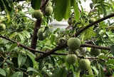 Loại quả mọc bờ rào xưa chín rụng đầy nay thành đặc sản 250.000 đ/kg, trồng một lần thu hoạch nhiều năm, được ưa chuộng ở thành phố