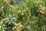 Loại quả mọc bờ rào xưa chín rụng đầy nay thành đặc sản 180.000 đ/kg, trồng một lần thu hoạch nhiều năm, du khách thích thú