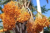 11 loại quả giàu chất xơ, giúp hỗ trợ tiêu hoá và kiểm soát đường huyết, chợ Việt bán nhiều từ 15.000 đồng/kg