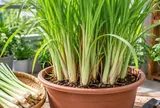 Cách trồng cây sả trong chậu để đẻ nhiều nhánh, trồng 1 lần thu hái nhiều năm