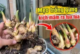 Mẹo trồng gừng kích mầm ra tua tủa