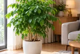 Trồng cây hạnh phúc trong nhà có tốt không? 5 điều người đang trồng nên biết
