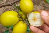 Loại quả mọc bờ rào xưa chín rụng đầy nay thành đặc sản 45.000 đ/kg, trồng một lần thu hoạch nhiều năm, người thành phố ưa chuộng