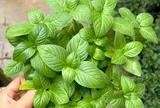 Cây dại mọc bờ rào nay thành đặc sản nổi tiếng, trồng 60 ngày cho thu hoạch, giá 100.000 đồng/kg được ưa chuộng ở thành phố