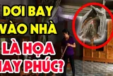 3 con vật vào nhà mang tới may mắn