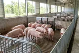 Giá heo hơi hôm nay 15/9: Hưng Yên chạm 60.000 đồng/kg, miền Bắc khởi sắc