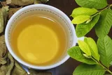 Nên uống nước lá ổi khô hay tươi?