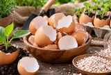 Nhiều người bỏ vỏ trứng vào thùng rác mà không biết 6 công dụng hữu ích này