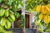 Trồng cây khế trước nhà: Nên chọn giống khế chua hay ngọt để vừa đẹp vừa hợp phong thủy?