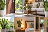 Trồng cây lưỡi hổ ở vị trí này: Vừa đẹp nhà, lọc không khí vừa được xem là hút tài lộc