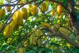 Trồng khế nên trồng khế chua hay khế ngọt