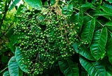 Loại quả xưa chín rụng đầy nay thành đặc sản 200.000 đ/kg, trồng một lần thu hoạch nhiều năm, du khách thích thú