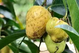Loại quả xưa chín rụng đầy gốc nay thành đặc sản 65.000 đ/kg, trồng một lần thu hoạch nhiều năm, người thành phố ưa chuộng