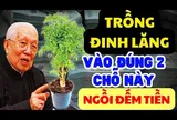 Cây đinh lăng trấn giữ của cải: Trồng đúng chỗ này tiền bạc chảy vào nhà ùn ùn