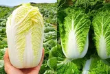Mua cải thảo: Chọn cây trắng hay cây xanh mới ngon?