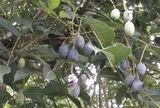 Loại quả xưa chín rụng đầy gốc nay thành đặc sản 120.000 đ/kg, trồng một lần thu hoạch nhiều năm, được ưa chuộng ở thành phố