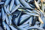 11 loại cá biển dân dã ở Việt Nam, kích thước nhỏ nhưng giàu protein và omega-3, bà nội trợ thấy là mua ngay về dùng