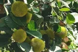Loại quả xưa chín rụng đầy nay thành đặc sản 75.000 đ/kg, trồng một lần thu hoạch nhiều năm, du khách thích thú