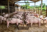 Giá heo hơi hôm nay 17/9: Thị trường chững lại, miền Bắc vẫn giữ mức cao