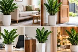Trồng cây kim tiền ở 5 vị trí này, không gian vừa đẹp mắt vừa hút tài lộc