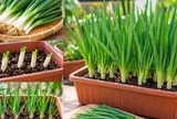 Trồng hành lá trong chậu: Cách đơn giản, nhanh gọn, chăm sóc nhàn mà vẫn có rau ăn quanh năm