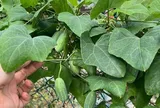Loại quả mọc bờ rào xưa chín rụng đầy nay thành đặc sản 50.000 đ/kg, trồng một lần thu hoạch nhiều năm, người thành phố ưa chuộng