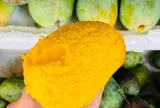 Loại quả đặc sản Sơn La xưa chín rụng đầy nay bán 45.000 đ/kg, trồng một lần thu hoạch nhiều năm, hương vị đặc biệt