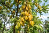 3 loại cây trồng trước nhà nào nhà đó giàu có
