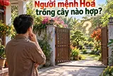 Người mệnh Hoả trồng cây nào hợp?