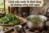 Cách nấu nước lá đinh lăng bổ dưỡng uống mỗi ngày