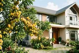 Mệnh nào hợp cây khế nhất?