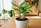 Mệnh nào hợp trồng cây Gừng nhất?