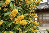 Người mệnh nào hợp trồng cây mộc hương (quế hoa) nhất?