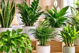 Top 7 cây cảnh trồng trong nhà vừa dễ chăm, lọc không khí tốt lại giàu ý nghĩa phong thủy