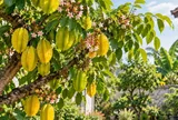 Trồng cây khế phong thủy nên để trước hay sau nhà, bên trái hay bên phải?