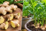 Trồng gừng nên cắt từng mắt hay để cả củ? Làm đúng cách, củ lên mầm khỏe, chậu gừng sai củ cũng ít