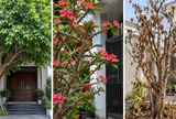 Trước nhà có 3 cây này, gia đạo dễ bất an: Nhiều gia đình nên chú ý khi bố trí