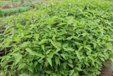 Loại rau lớn nhanh như thổi, giàu dưỡng chất, trồng một lần thu hoạch nhiều đợt giúp nông dân đổi đời