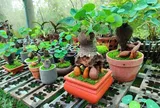 Loại cây mọc dại nơi núi hoang “lên chậu” thành bonsai độc lạ, đắt khách nhờ ý nghĩa phong thủy, có cây giá chục triệu đồng