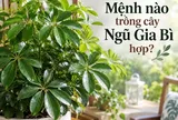Mệnh nào trồng cây Ngũ Gia Bì hợp?