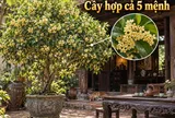 Loại cây hợp cả 5 mệnh, trồng nhà nào nhà đấy giàu