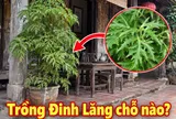 Trồng Đinh Lăng vị trí nào tốt nhất?