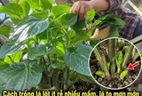 Cách trồng lá lốt ít rễ nhiều mầm, lá to mơn mởn