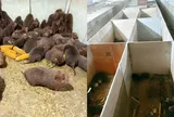 Loài đặc sản “ăn ít, gần như không uống nước”, một nông dân Nghệ An nuôi thành công, mở hướng làm giàu mới