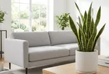Mệnh nào hợp trồng cây lưỡi hổ nhất?