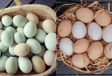 Trứng gà và trứng vịt - loại nào bổ dưỡng hơn?