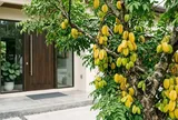 Tuổi nào hợp trồng cây khế nhất?