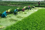 Loại rau lớn nhanh như thổi, trồng một lần thu hái quanh năm, giúp người dân rủng rỉnh kiếm tiền