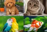Trắc nghiệm tâm lý: Nếu được nuôi thú cưng, bạn sẽ chọn loài nào?